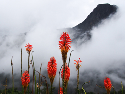 Cocora